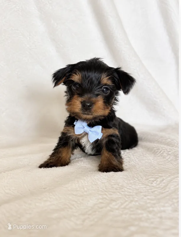 Timothy  – Yorkshire Terrier puppy for sale in Modesto, CA