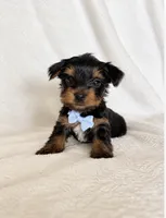 Timothy , a male Yorkshire Terrier for sale in Modesto, CA – 1 of 3