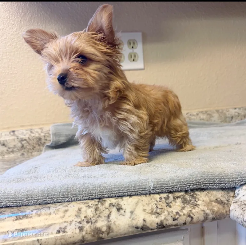 Sunny – Yorkshire Terrier puppy for sale in Modesto, CA
