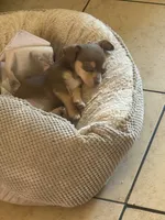 Peanut, a male Chihuahua for sale in Stockton, CA – 3 of 3