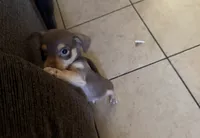 Peanut, a male Chihuahua for sale in Stockton, CA – 2 of 3