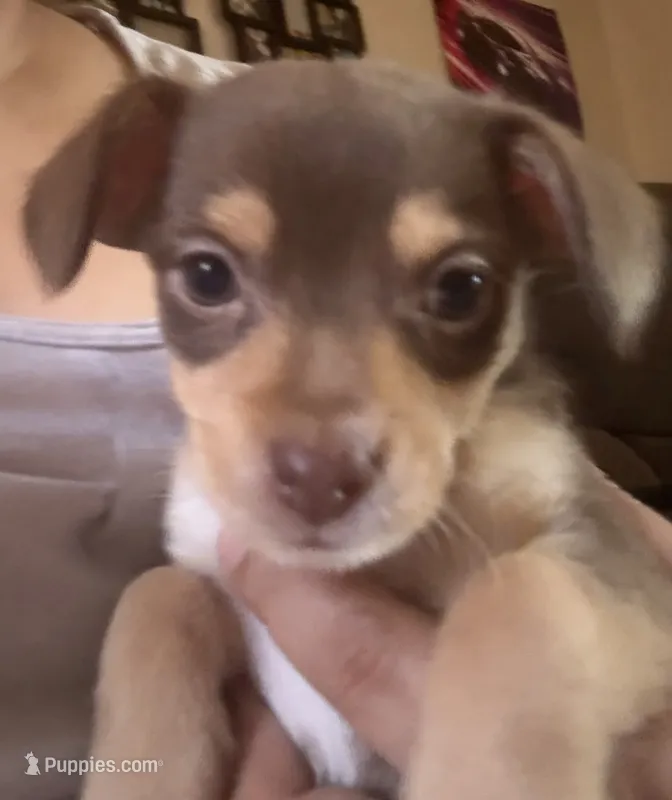 Peanut – Chihuahua puppy for sale in Stockton, CA