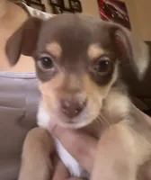 Peanut, a male Chihuahua for sale in Stockton, CA – 1 of 3