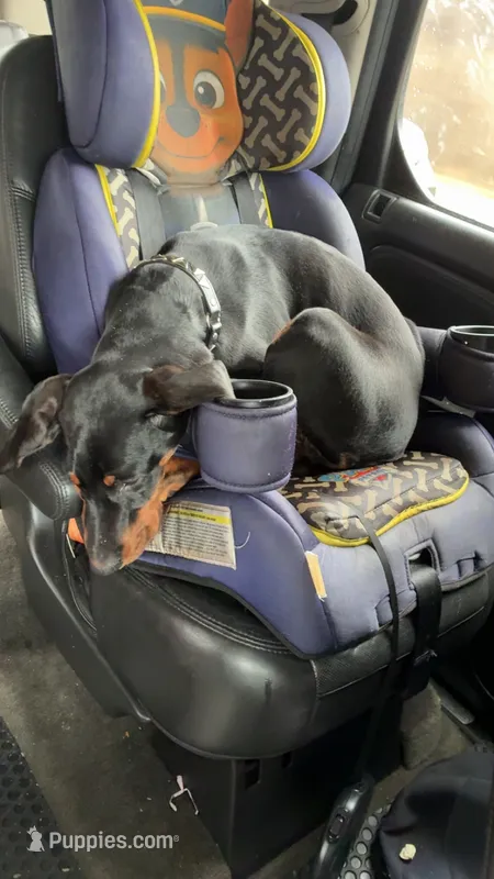 Soul – Doberman Pinscher puppy for sale in Baltimore, MD
