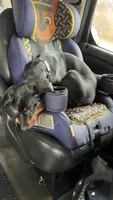 Soul, a female Doberman Pinscher for sale in Baltimore, MD – 1 of 2