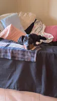 Soul, a female Doberman Pinscher for sale in Baltimore, MD – 2 of 2