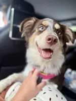 Bailee , a female Australian Shepherd for sale in Kissimmee, FL – 4 of 6