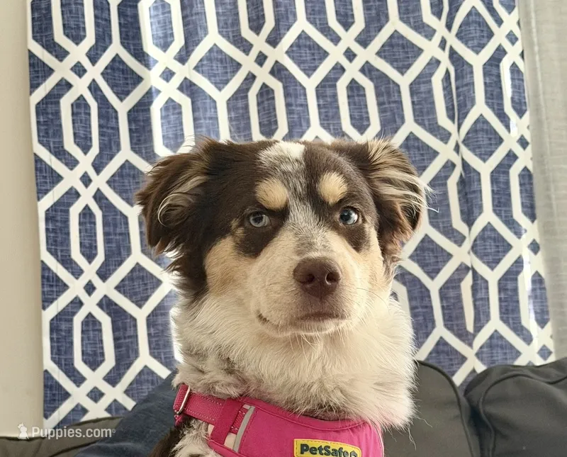 Bailee  – Australian Shepherd puppy for sale in Kalamazoo, MI