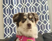 Bailee , a female Australian Shepherd for sale in Kalamazoo, MI – 1 of 3