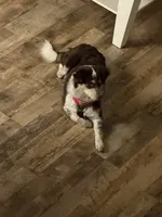 Bailee , a female Australian Shepherd for sale in Kalamazoo, MI – 3 of 3