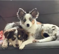 Bailee , a female Australian Shepherd for sale in Kalamazoo, MI – 2 of 3