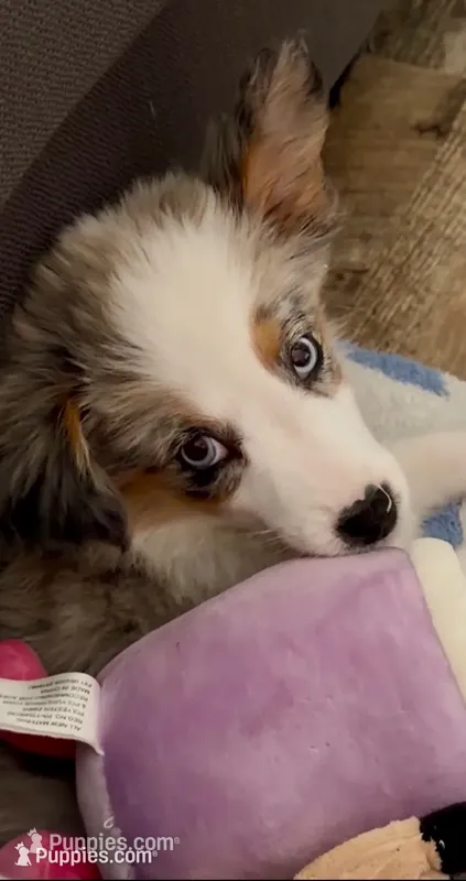 Muffin  – Miniature American Shepherd puppy for sale in Kalamazoo, MI