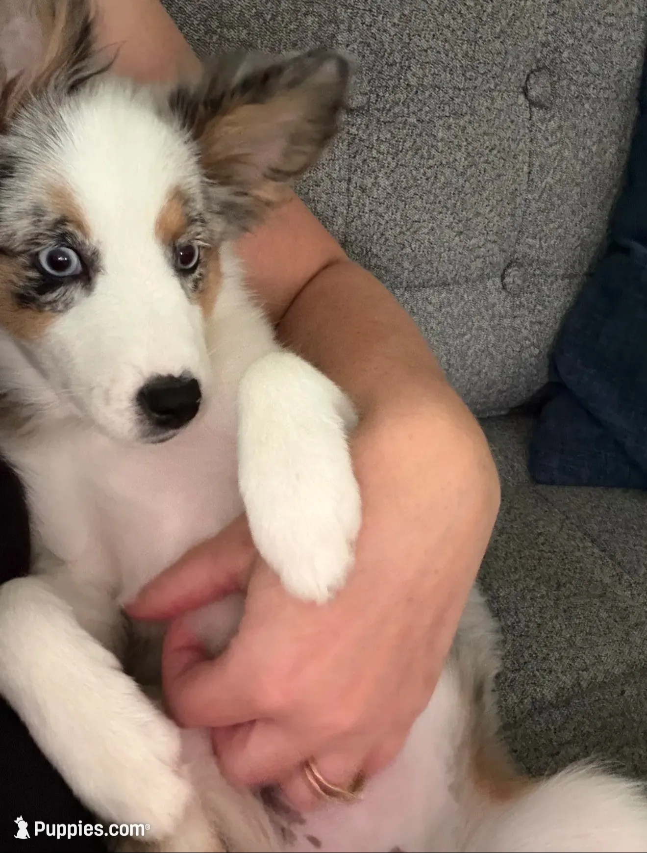 Muffin , a female Miniature American Shepherd for sale in Kalamazoo, MI – 2 of 4