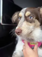 Bailee , a female Australian Shepherd for sale in Kissimmee, FL – 6 of 6