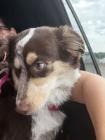 Bailee , a female Australian Shepherd for sale in Kissimmee, FL – 5 of 6
