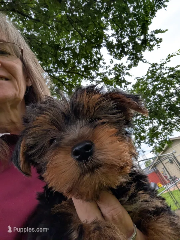 Dolly – Yorkshire Terrier puppy for sale in Waco, TX