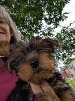 Dolly, a female Yorkshire Terrier for sale in Waco, TX – 1 of 1