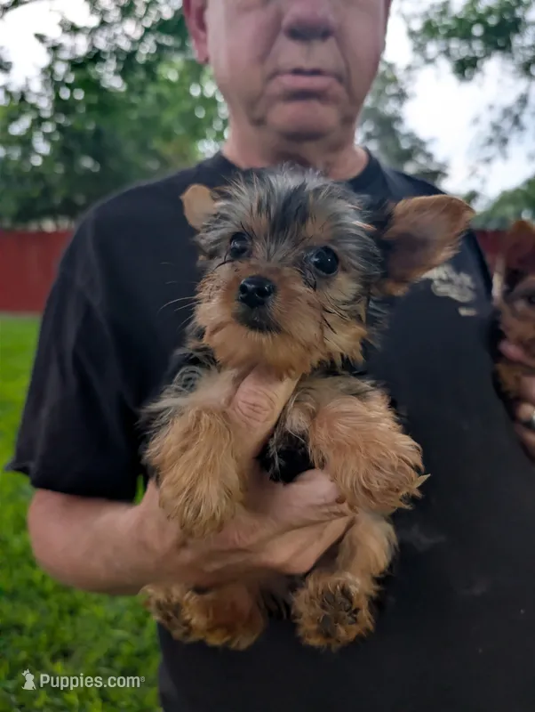 Miranda – Yorkshire Terrier puppy for sale in Waco, TX