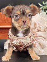 Sunny chocolate tri color chipoo , a female Chihuahua and Poodle - Toy  for sale in Anamoose, ND – 2 of 10