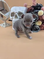 "Toad" dreamy lilac & white smooth coat, a male Chihuahua for sale in Anamoose, ND – 1 of 10