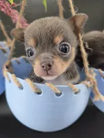 Champ Bear rare lilac tri , a male Chihuahua for sale in Anamoose, ND – 6 of 10