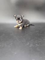 Tenderheart Bear black tri color, a male Chihuahua for sale in Anamoose, ND – 10 of 10