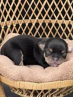 Tenderheart Bear black tri color, a male Chihuahua for sale in Anamoose, ND – 5 of 10