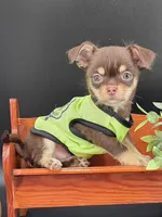 Sprout chocolate tri color chipoo , a male Chihuahua and Poodle - Toy  for sale in Anamoose, ND – 5 of 10
