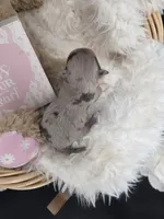 Wish Bear very rare lilac merle , a female Chihuahua for sale in Anamoose, ND – 4 of 10