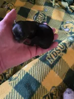 Tenderheart Bear black tri color, a male Chihuahua for sale in Anamoose, ND – 3 of 10