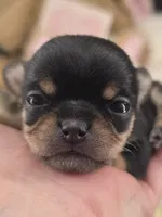 Tenderheart Bear black tri color, a male Chihuahua for sale in Anamoose, ND – 2 of 10