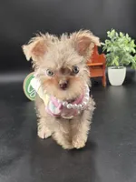Rain lilac tri color chipoo, a female Chihuahua and Poodle - Toy  for sale in Anamoose, ND – 3 of 10