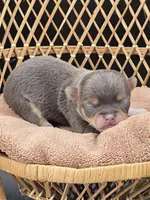 Champ Bear rare lilac tri , a male Chihuahua for sale in Anamoose, ND – 3 of 10