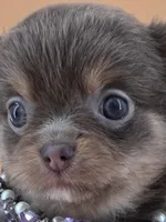 "Twinkle" dreamy lilac tri color long coat, a female Chihuahua for sale in Anamoose, ND – 8 of 10