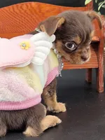 Sunny chocolate tri color chipoo , a female Chihuahua and Poodle - Toy  for sale in Anamoose, ND – 5 of 10