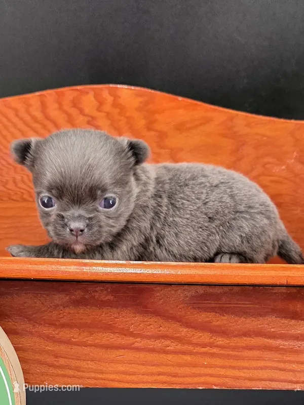 Secret Bear rare lilac  – Chihuahua puppy for sale in Anamoose, ND