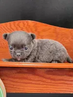 Secret Bear rare lilac , a female Chihuahua for sale in Anamoose, ND – 1 of 10