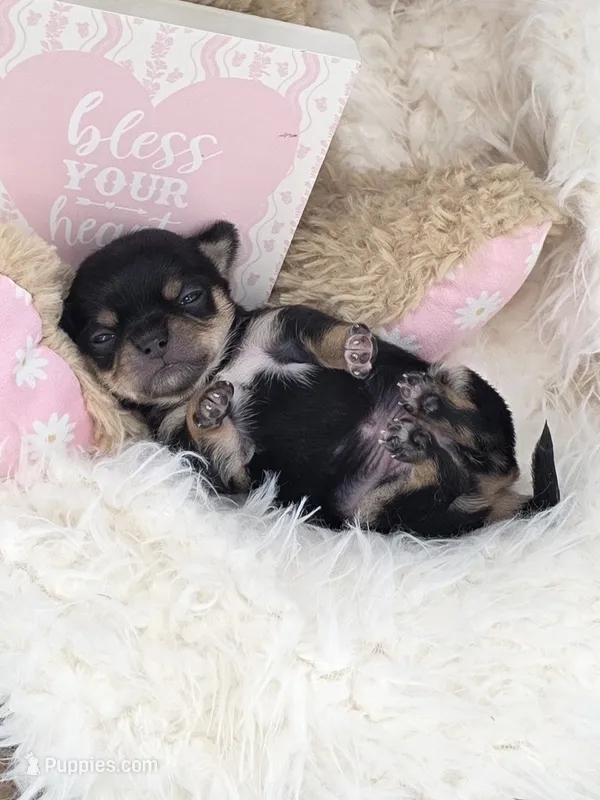 Tenderheart Bear black tri color – Chihuahua puppy for sale in Anamoose, ND