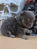 "Prince" dreamy lilac tri color long coat, a male Chihuahua for sale in Anamoose, ND – 6 of 10