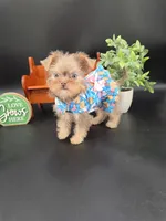 Rain lilac tri color chipoo, a female Chihuahua and Poodle - Toy  for sale in Anamoose, ND – 6 of 10