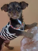 Sunny female chocolate tri color chipoo , a female Chihuahua and Poodle - Toy  for sale in Anamoose, ND – 4 of 10