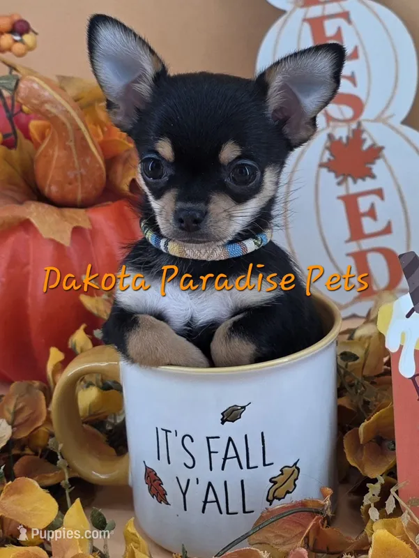 Tenderheart Bear black tri color – Chihuahua puppy for sale in Anamoose, ND