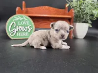 Wish Bear very rare lilac merle , a female Chihuahua for sale in Anamoose, ND – 9 of 10