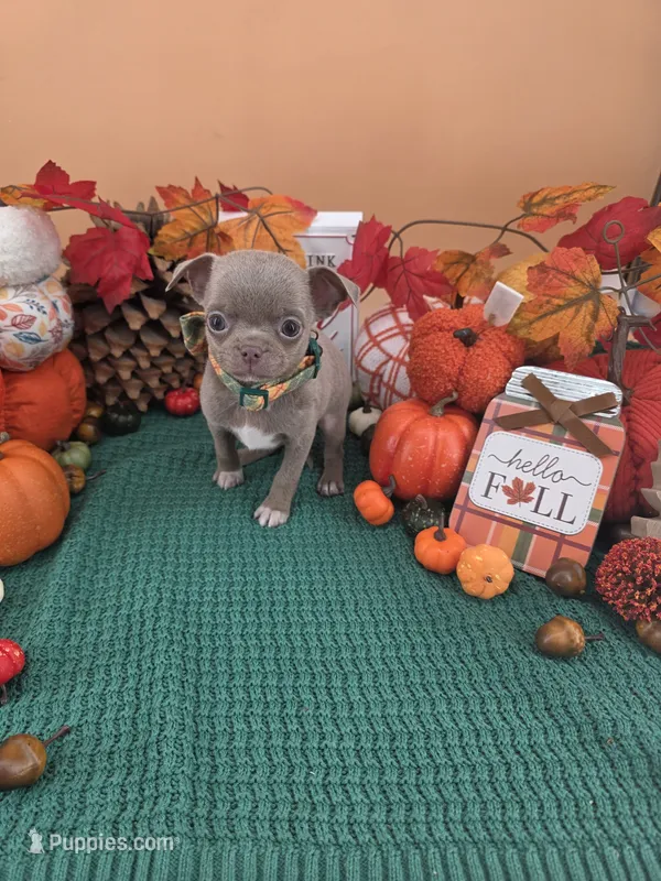 "Toad" dreamy lilac & white smooth coat – Chihuahua puppy for sale in Anamoose, ND