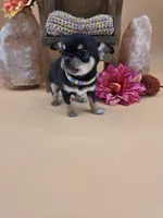 Tenderheart Bear black tri color, a male Chihuahua for sale in Anamoose, ND – 1 of 10