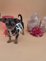 Sunny female chocolate tri color chipoo , a female Chihuahua and Poodle - Toy  for sale in Anamoose, ND – 10 of 10