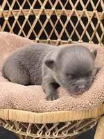 Secret Bear rare lilac , a female Chihuahua for sale in Anamoose, ND – 3 of 10