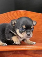 Tenderheart Bear black tri color, a male Chihuahua for sale in Anamoose, ND – 4 of 10
