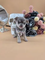 "Fairy" dreamy lilac tri color, a female Chihuahua for sale in Anamoose, ND – 5 of 6