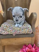 Wish Bear very rare lilac merle , a female Chihuahua for sale in Anamoose, ND – 10 of 10